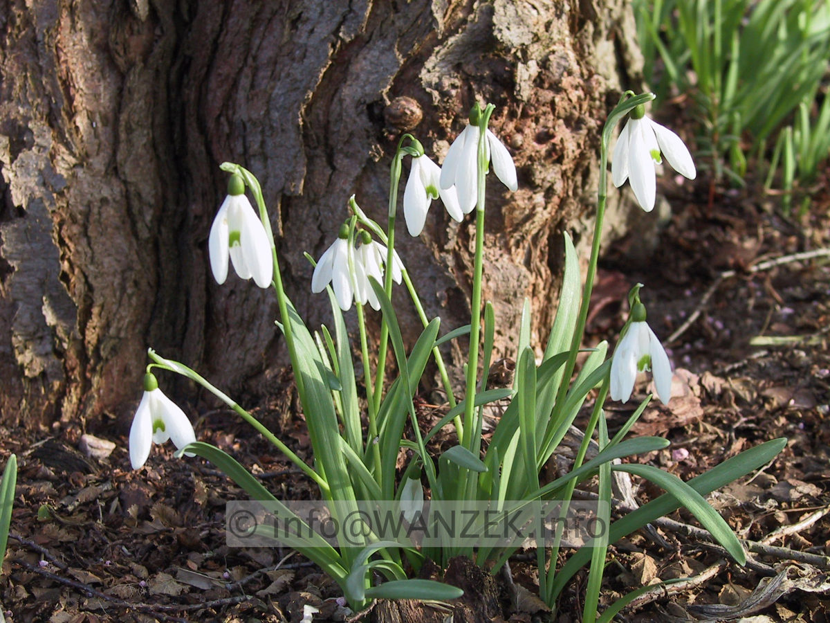 Galanthus nivalis ssp nivalis 01.JPG
